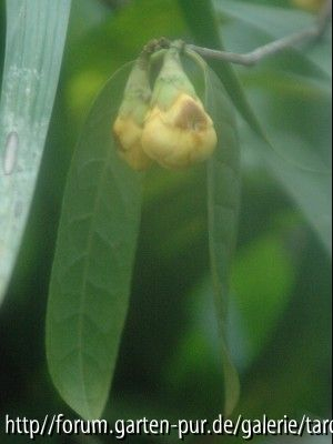 C.nitidissima (ferrioli)