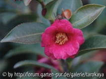 C.hiemalis locarno