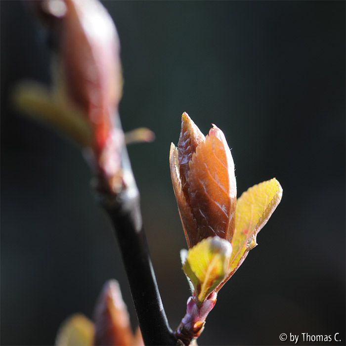 Entfaltung 01