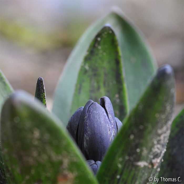 Entfaltung 04