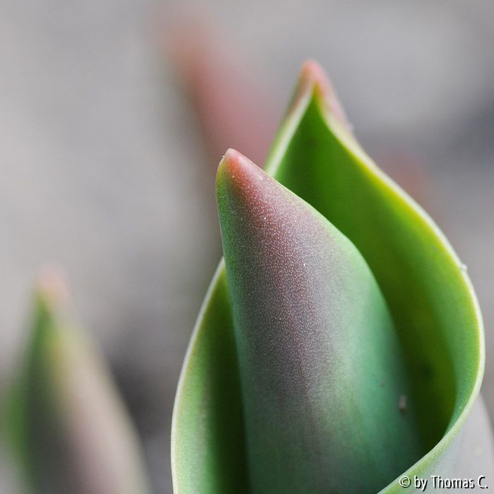 Entfaltung 05
