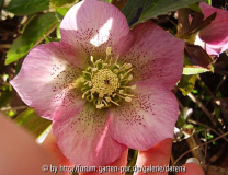 Helleborus atrorubens (?)