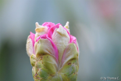 Magnolienblüte in früher Entfaltung