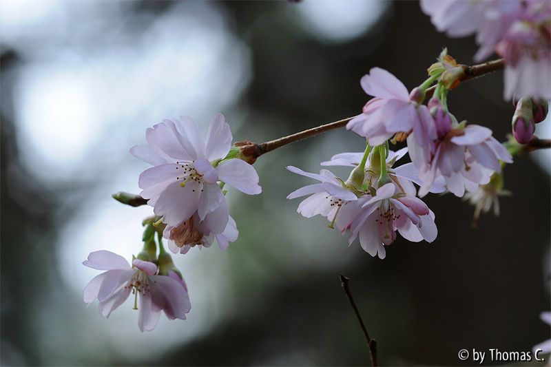 Kirschblüte