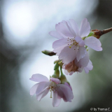 Kirschblüte