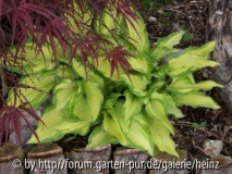 Hosta unbestimmt