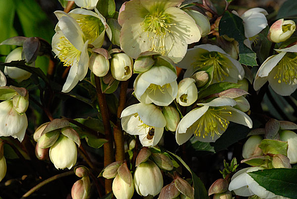 Helleborus ericsmithii