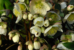 Helleborus ericsmithii
