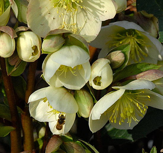Helleborus ericsmithii