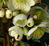 Helleborus ericsmithii