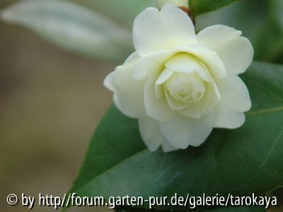 buttermint 2/08