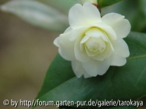 buttermint 2/08