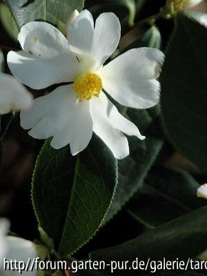 C.yuhsienensis