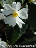C.yuhsienensis