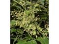 Aurantiacum