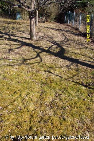 rasen_vorne