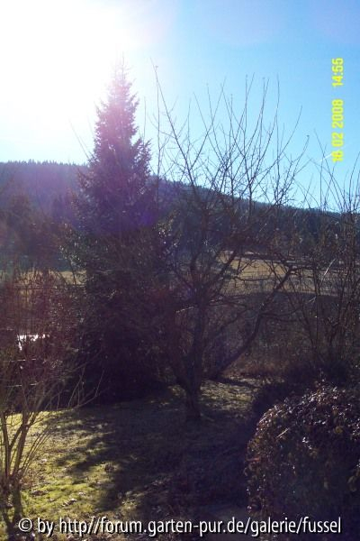 tanne