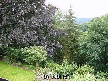 Eppstein hinterer Garten