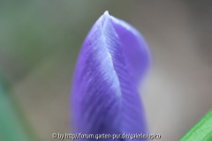 CrocusIMG_2004jpg.jpg