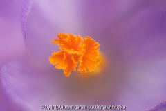 CrocusIMG_2008jpg.jpg