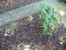 Schattenrosenbeet
