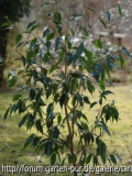 C.tsaii ganz 2/08