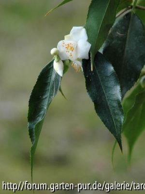 C.tsaii 2/08