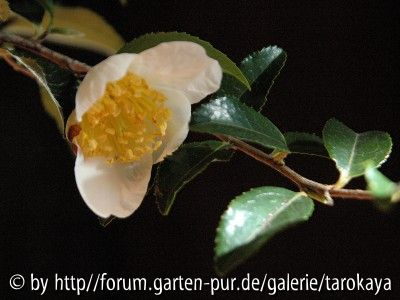 C.yunnanensis 2/08