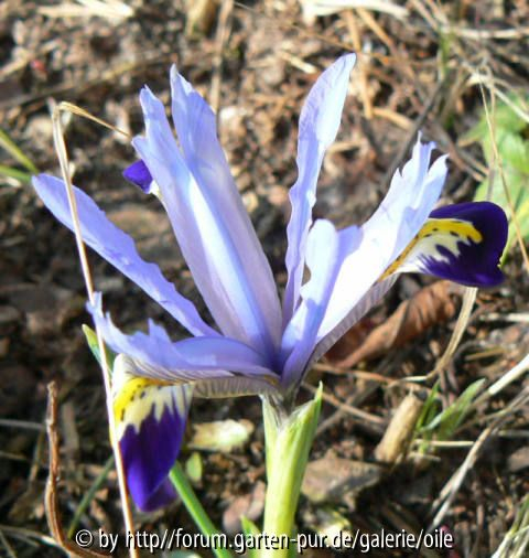 Iris reticulata hellblau