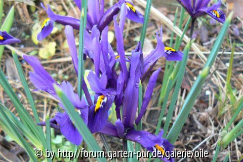 Iris reticulata dunkelblau