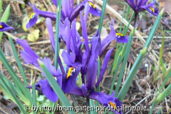 Iris reticulata dunkelblau
