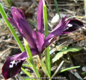 Iris reticulata violettblau