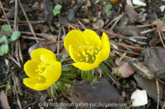 Eranthys