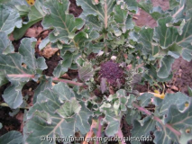 2008_sprouting_02_29.jpg