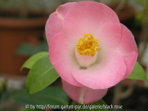 Camellia jap. Loki Schmidt