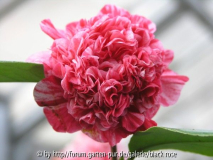 C. jap. Little Bit