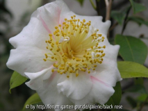 C. Higo Nioi Fubukin