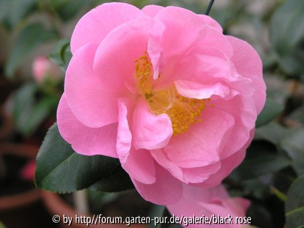 C. hyb. Winter´s Joy