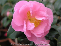 C. hyb. Winter´s Joy
