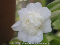 C. jap. Anemoniflora Alba