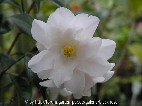 C. jap. Hagoromo