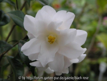 C. jap. Hagoromo