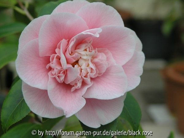 C. jap. Elegans Lauterbach