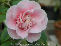 C. jap. Elegans Lauterbach