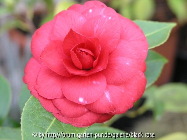 C. jap. Elena Nobile