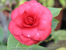 C. jap. Elena Nobile