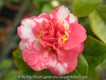 c. jap. Feuerwerk
