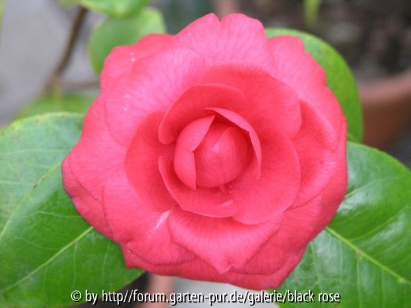 C. jap. Francofurtensis