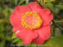 C. Higo Hiodoshi