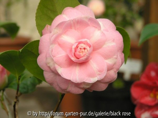 C. jap. Madame de Strekoloff